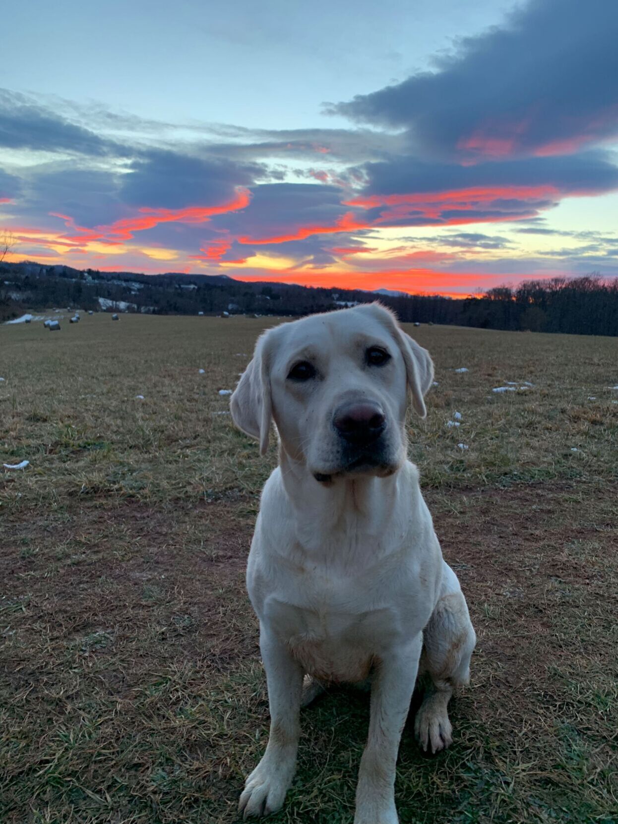 Muddy Dog; Muddy Sky